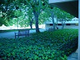 Ivy and Benches.jpg